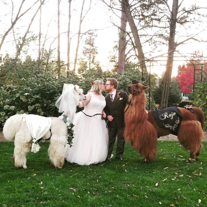 Therapy Lama and alpaca for your party