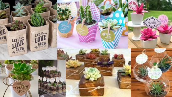 Succulent plants, herbs, cactus wedding favors