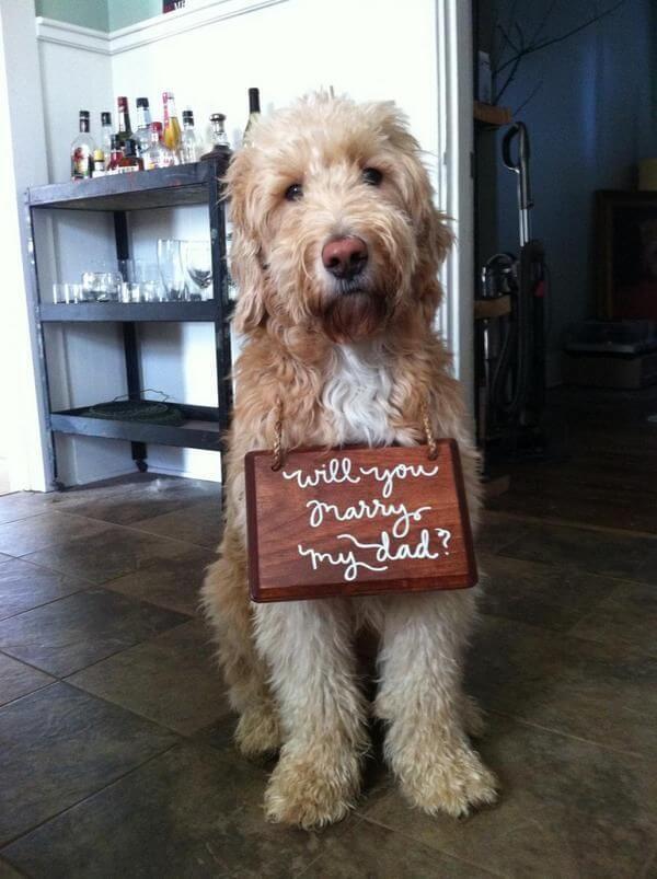 Dog Proposal