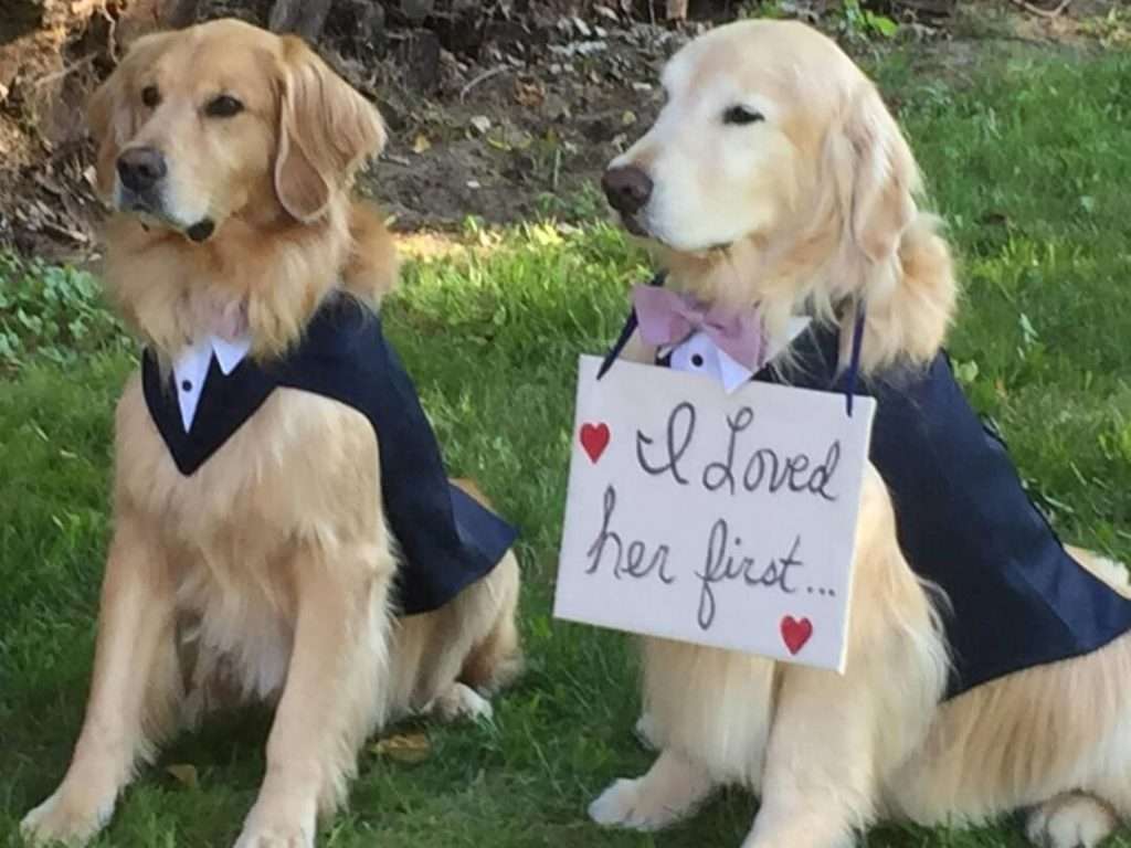 Dogs-or-other-pets-included-in-wedding-ceremony