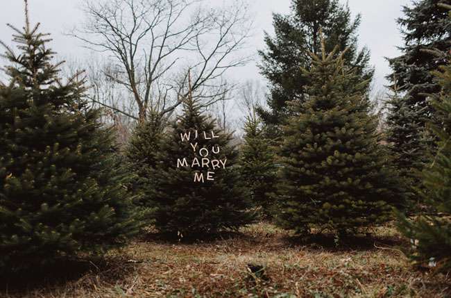 Christmas tree-Holiday proposals - in tree farm