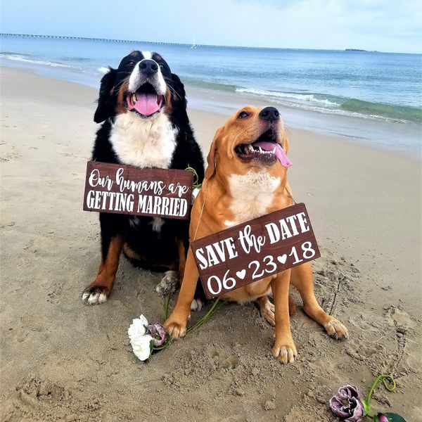 My humans are getting married so save the date